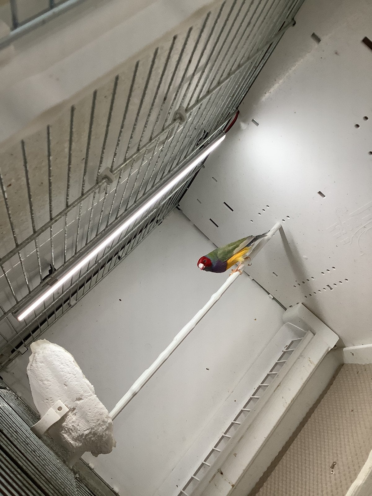 1 gouldamadine man, Dieren en Toebehoren, Vogels | Overige Vogels, Geringd
