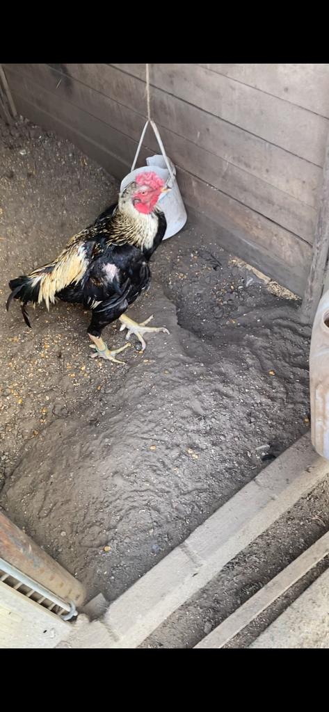 Shamo haan, Dieren en Toebehoren