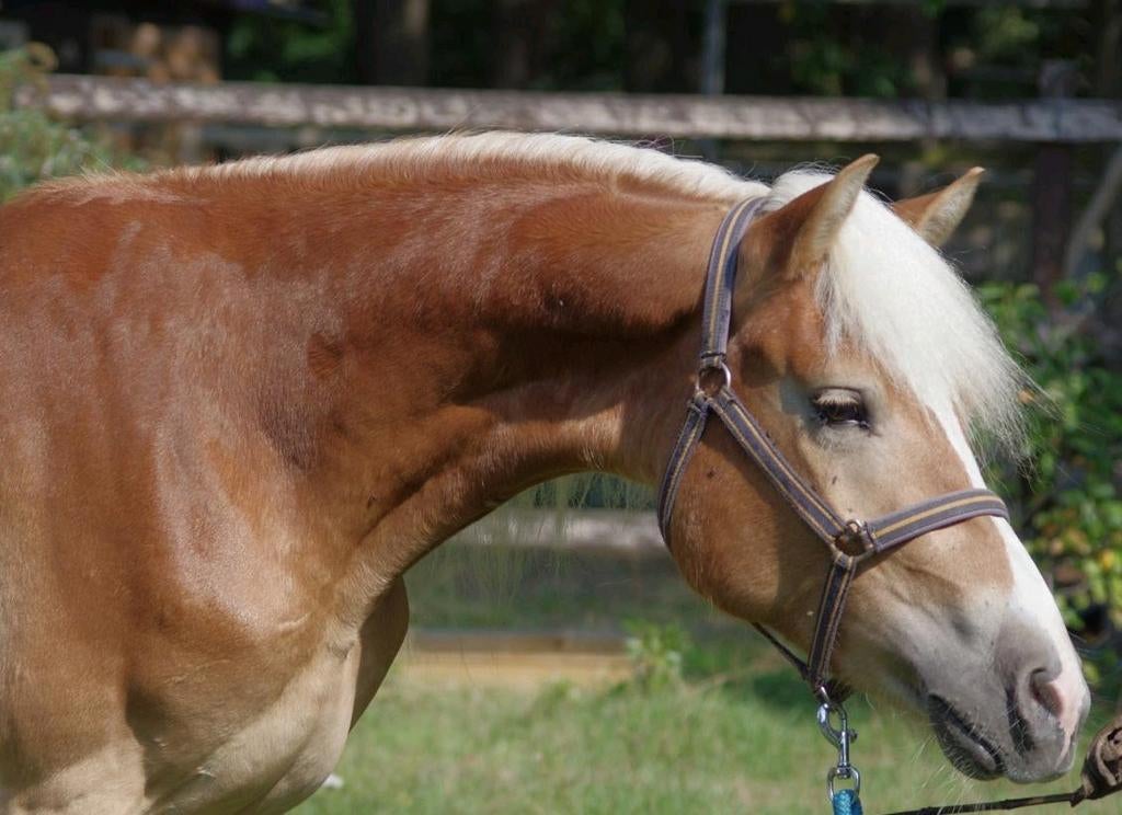Te koop super brave 3 Jarige hengst, Dieren en Toebehoren, Hengst