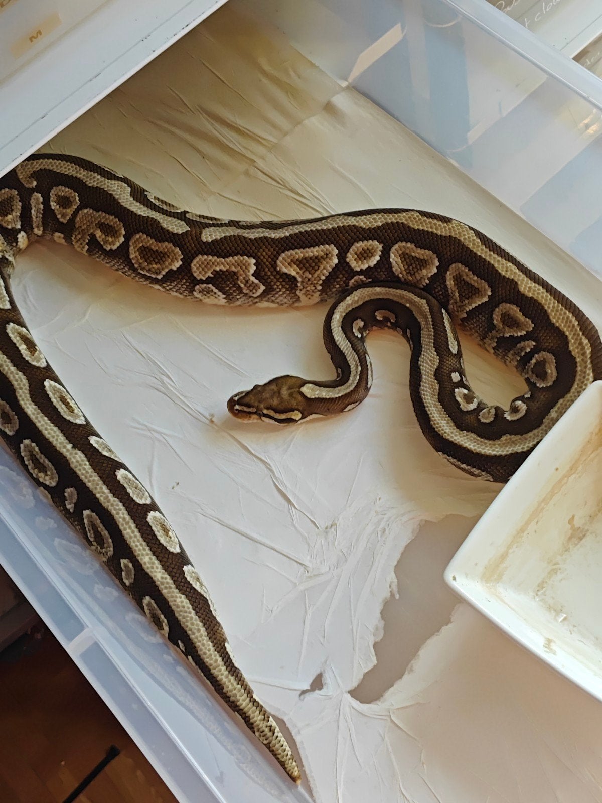 Pythons Regius Ball Python photo 3