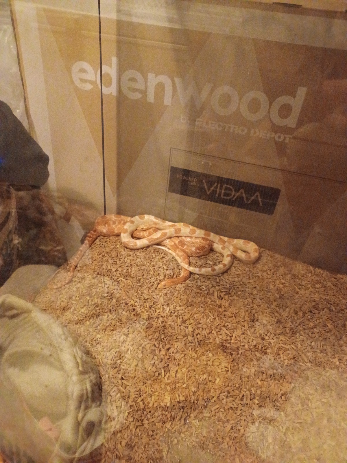 2 korenslangen en terrarium, Animaux & Accessoires, Serpent, Avec terrarium, 0 à 2 ans