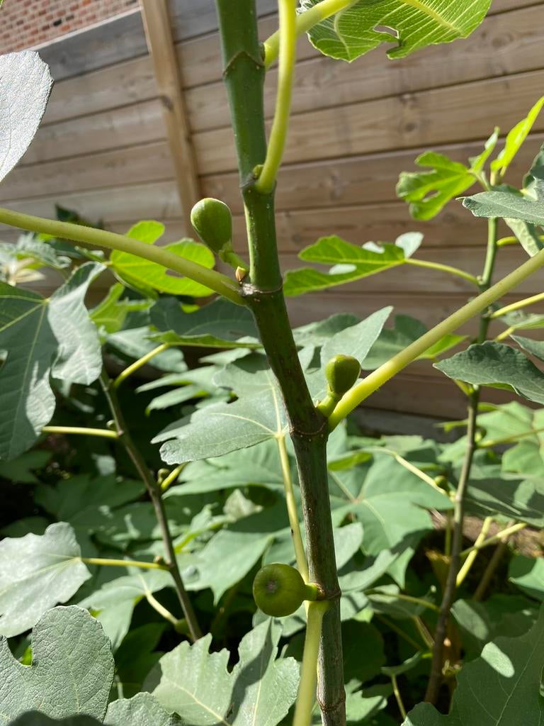 Vijgenboom scheuten Brown Turkey ., Tuin en Terras, Planten | Bomen, Ophalen