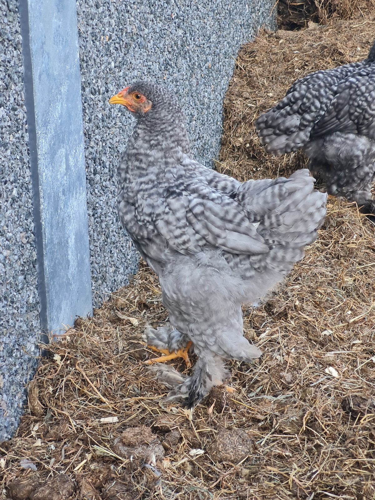 Belles queues Brahma, Animaux & Accessoires, Volatiles, Poule ou poulet, Mâle