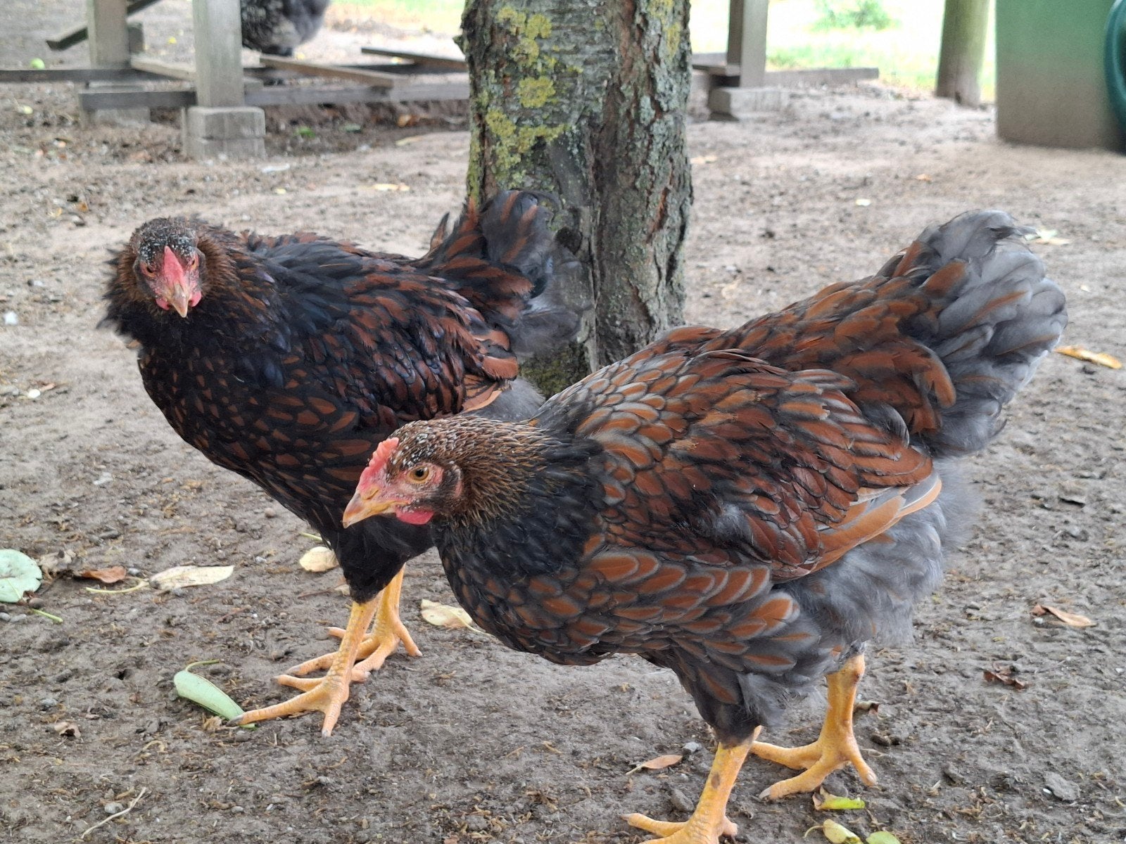 Wyandotte jonge kippen, Dieren en Toebehoren, Pluimvee, Meerdere dieren, Kip