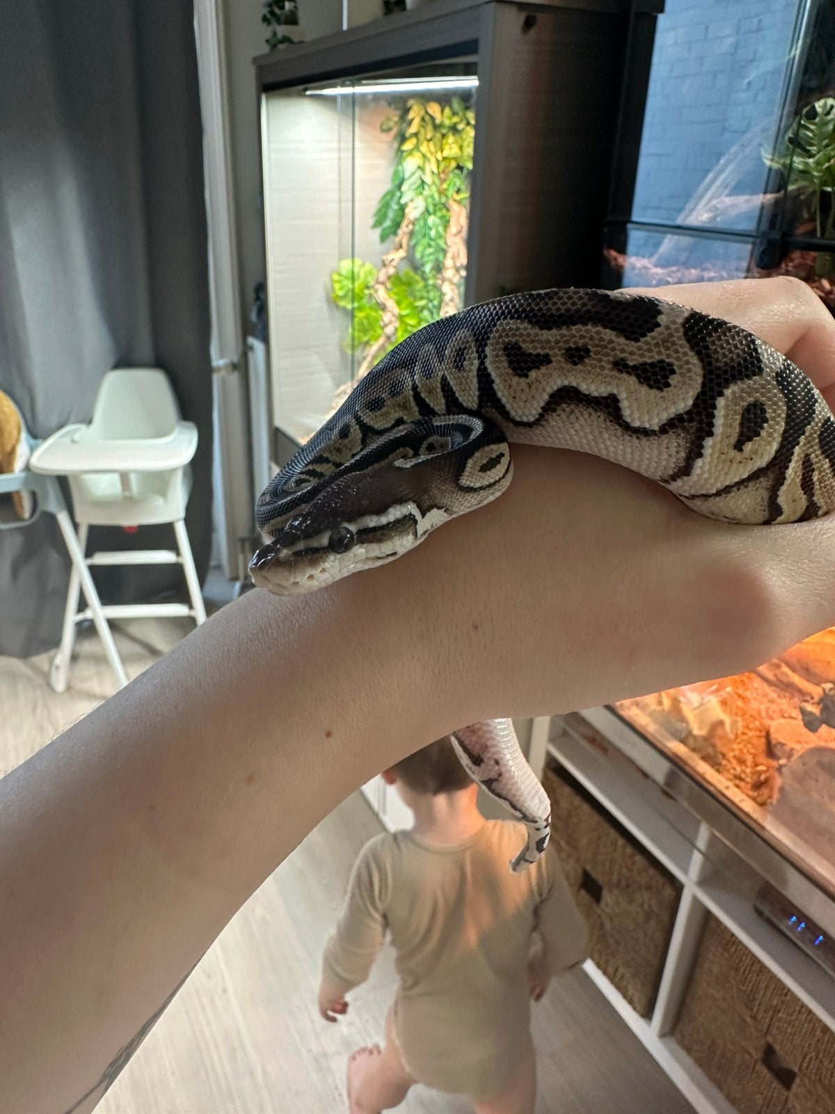 Deux. Serpents à vendre mâle et femelle