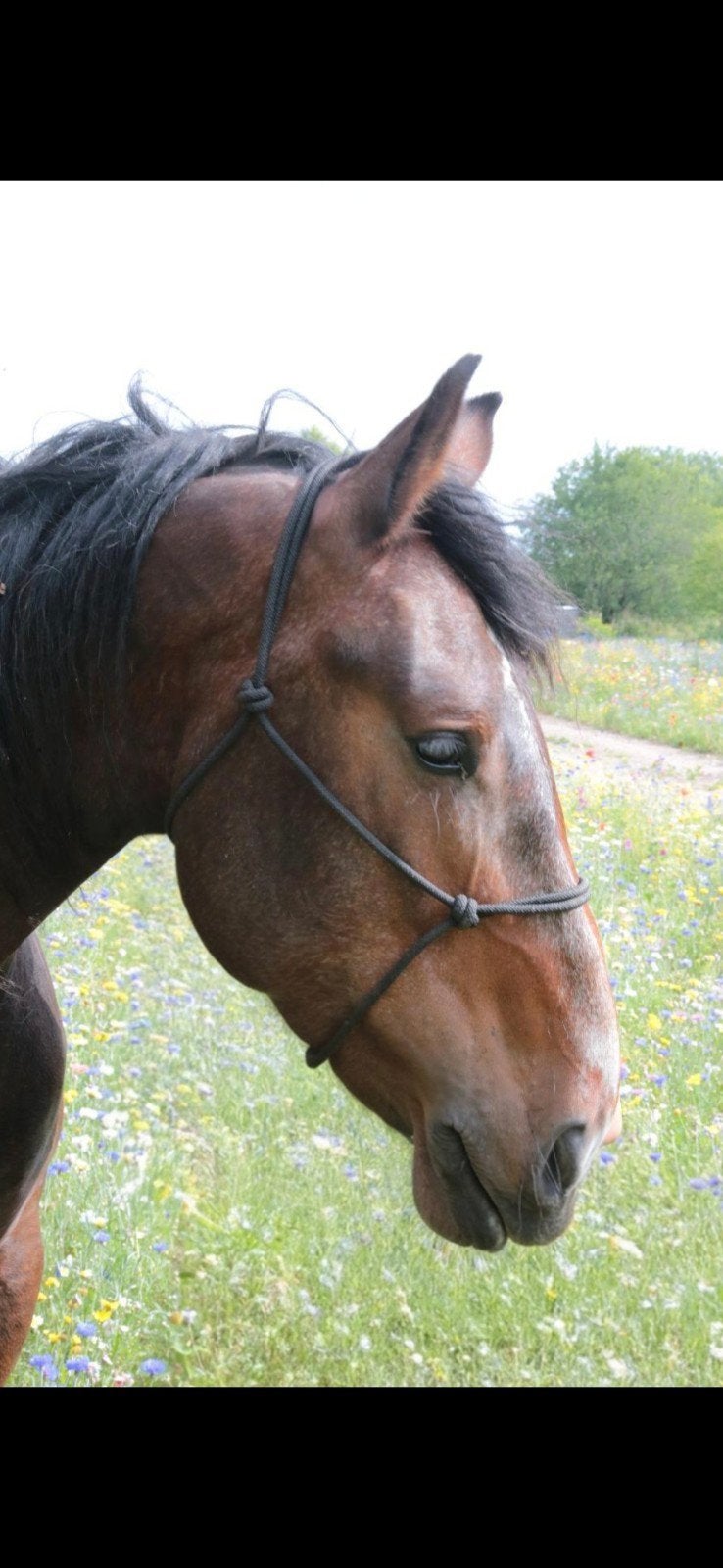4 jarige Barokke ruin, Ruin, Onbeleerd, 175 cm of meer, 3 tot 6 jaar
