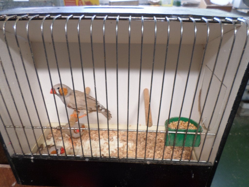 zebravink, Dieren en Toebehoren