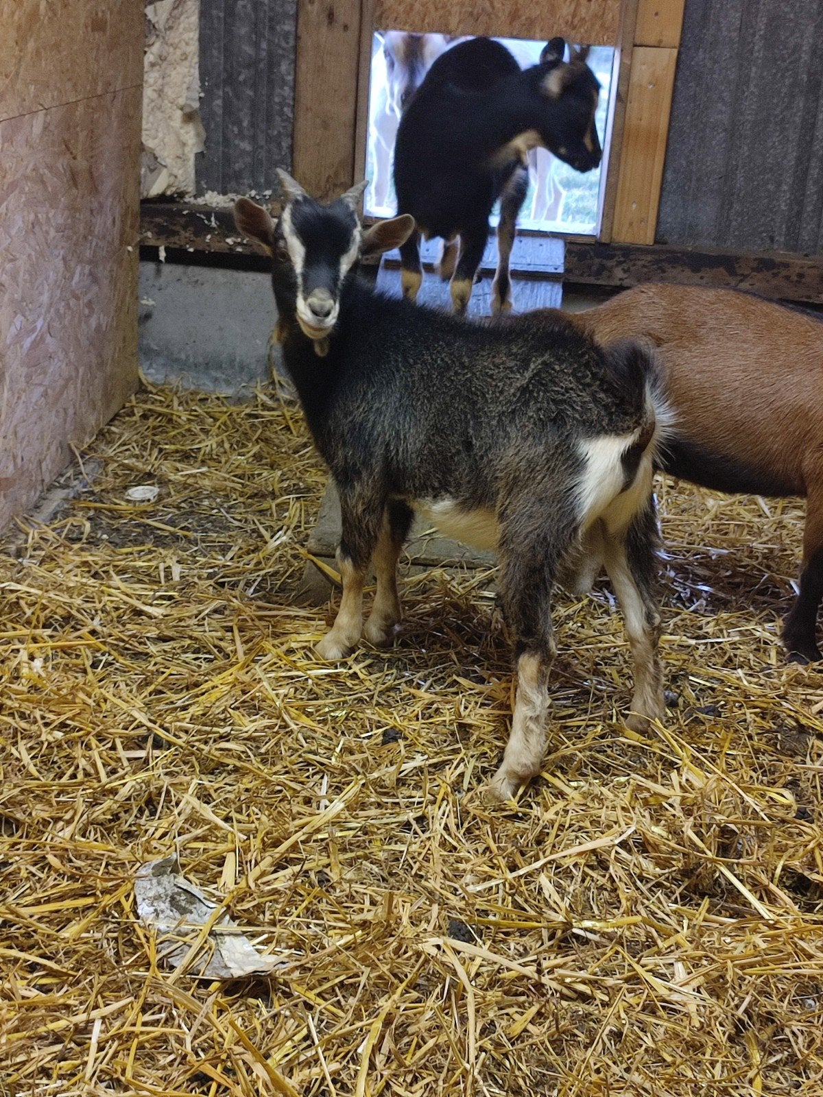 dwerggeit bokje, Dieren en Toebehoren, Schapen, Geiten en Varkens