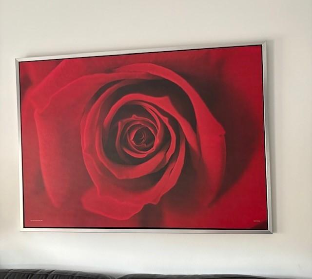 Schilderij Roos, Ophalen, Zo goed als nieuw