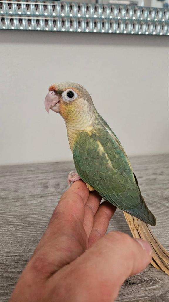 Jonge handtamme Pyrrhura Molinae pineapple turquoise