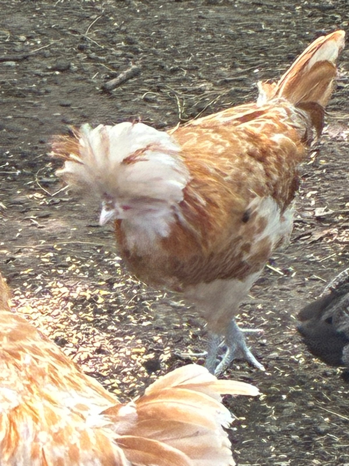 Padua hanen, Dieren en Toebehoren, Pluimvee