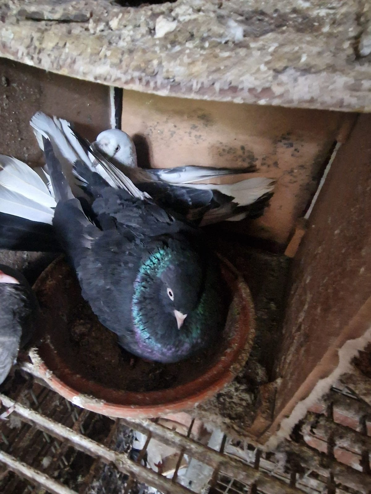 Beau pigeon noir irisé aux reflets verts et violets, Animaux & Accessoires, Enlèvement