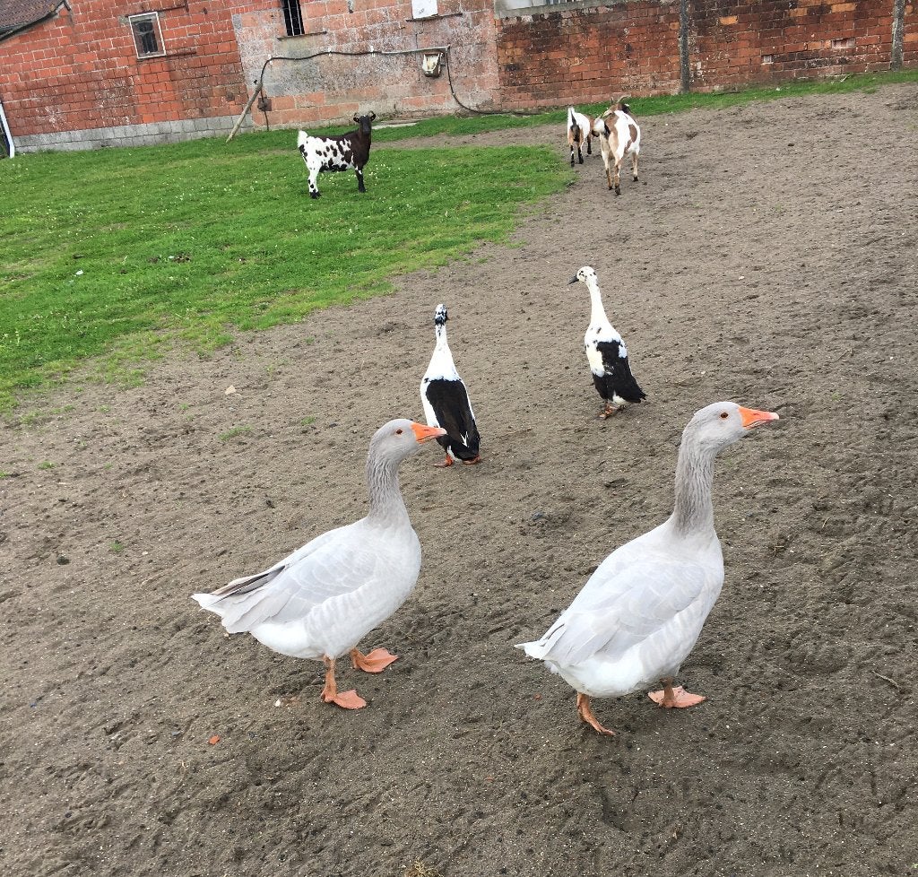 Frankische ganzen, Animaux & Accessoires, Volatiles, Plusieurs animaux, Oie ou Cygne