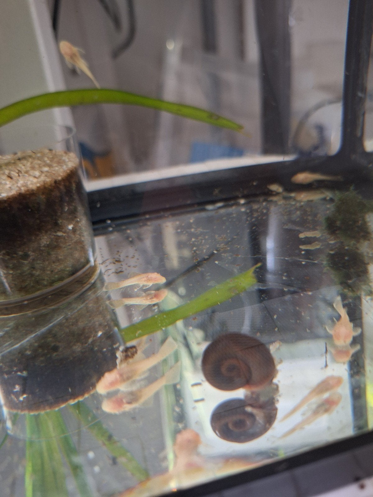 albino ancistrussen, Dieren en Toebehoren, Vis, Zoetwatervis
