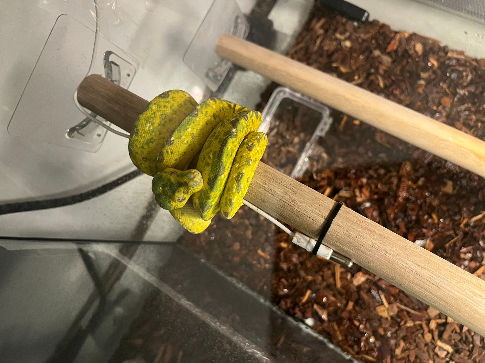 Morelia viridis biak femelle de 2 ans avec terrarium, Enlèvement