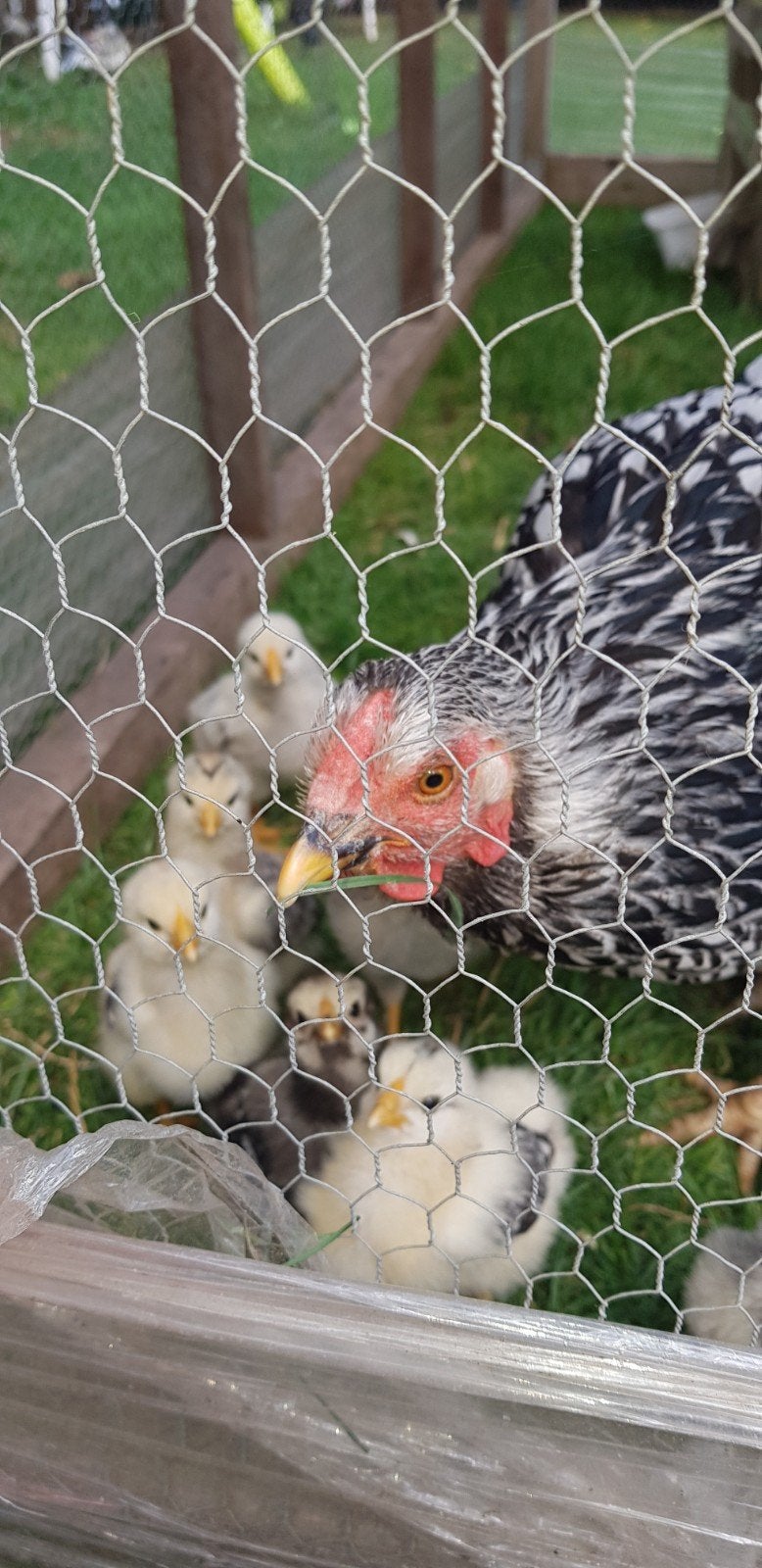 Kip met kuikens, Dieren en Toebehoren, Pluimvee, Kip