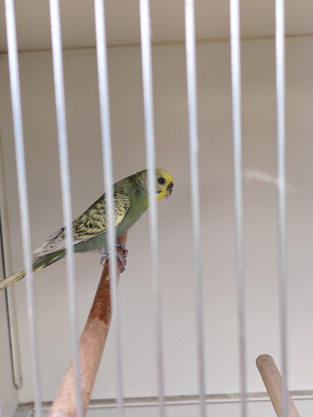 Grasparkieten 2025, Dieren en Toebehoren, Vogels | Parkieten en Papegaaien, Meerdere dieren, Parkiet