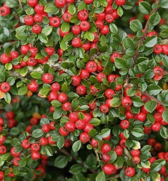 Cotonéaster, Jardin & Terrasse, Plantes | Jardin, Plante fixe, Couvre-sol, Plein soleil, Été, Enlèvement