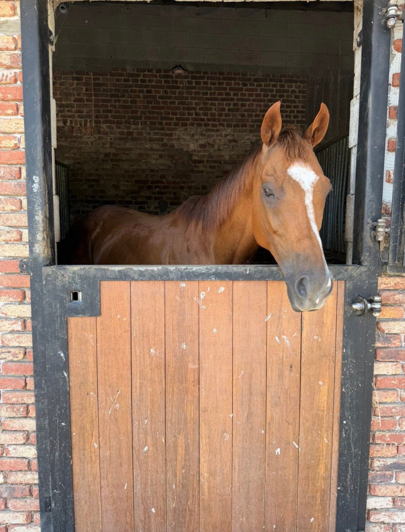 Sweet, 9 ans, brun, B, Moins de 160 cm, Cheval de récréation, 7 à 10 ans