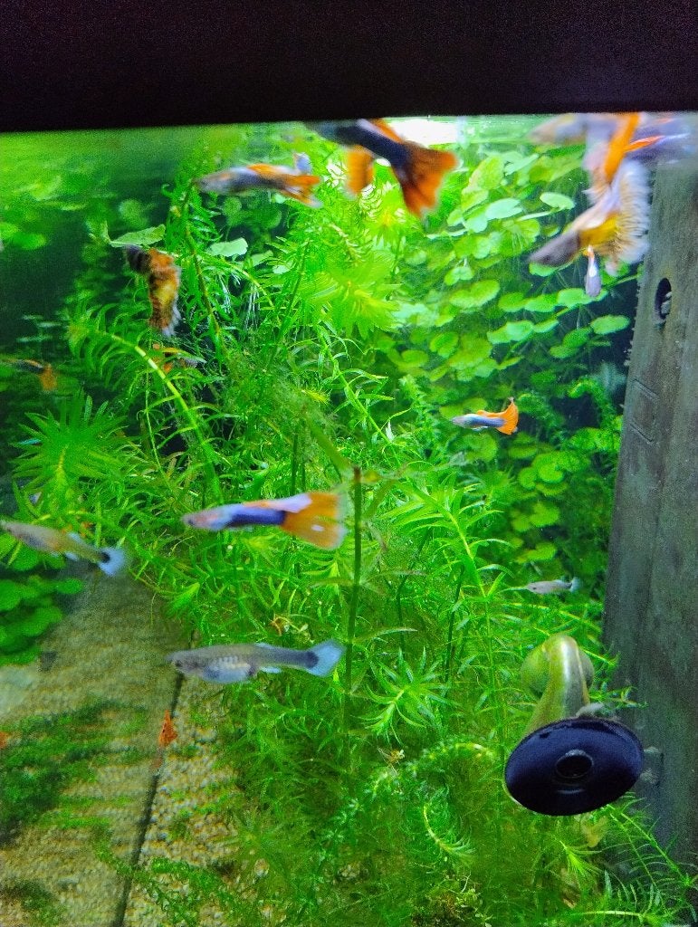 Guppy's, Animaux & Accessoires, Poisson