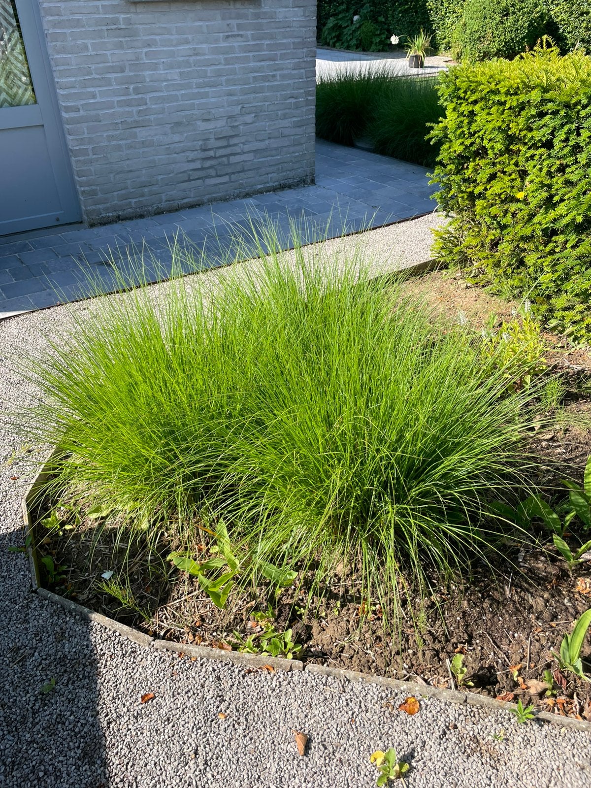 Lampenpoetsersgras (pennisetum), Tuin en Terras, Gras en Kunstgras, Ophalen, Gebruikt, Gras