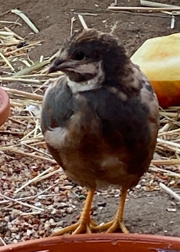Chinese Dwerg Kwartels, Dieren en Toebehoren, Meerdere dieren, Tropenvogel, Tam