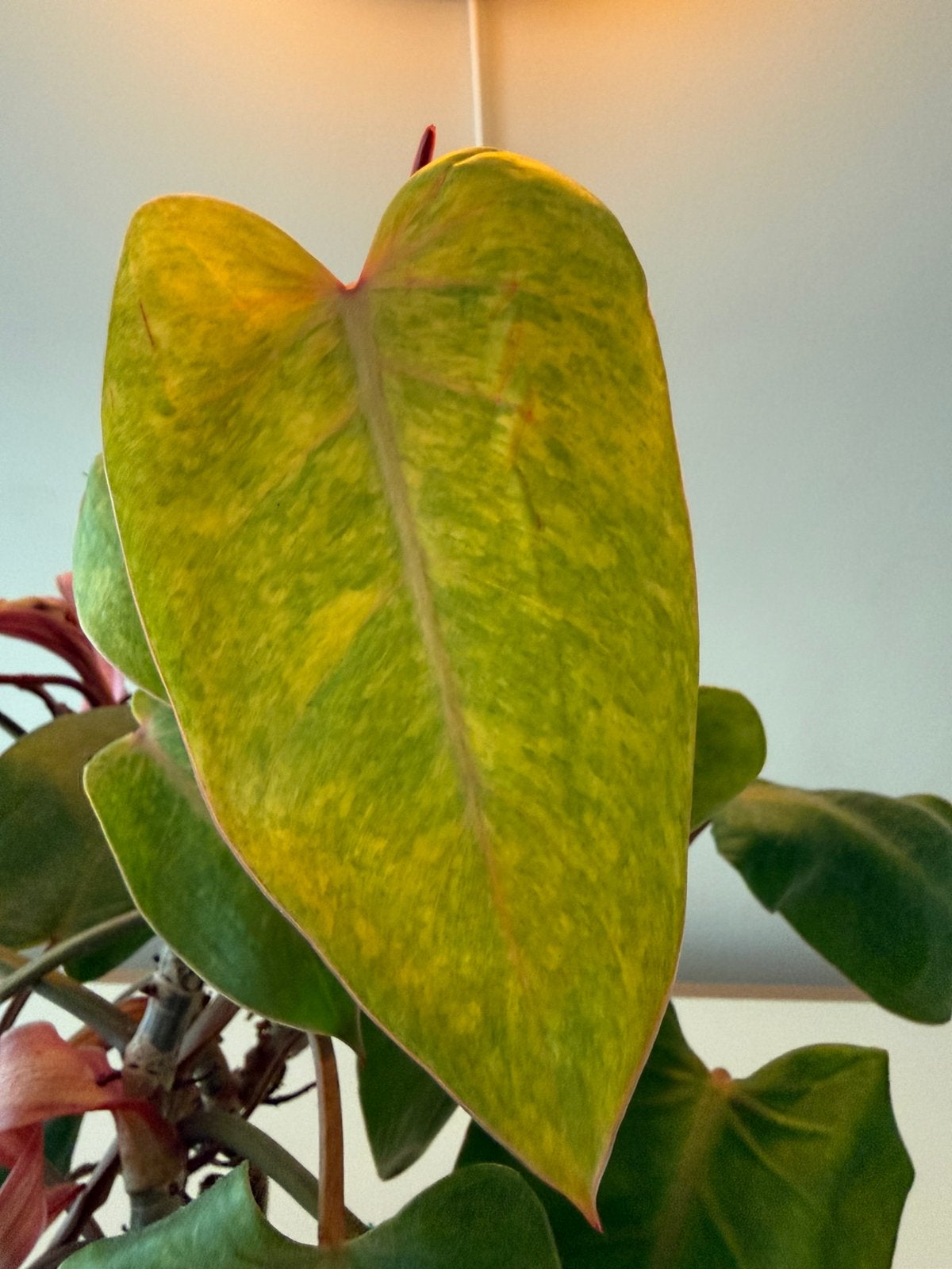 Philodendron Painted Lady - 3 stammen, Enlèvement