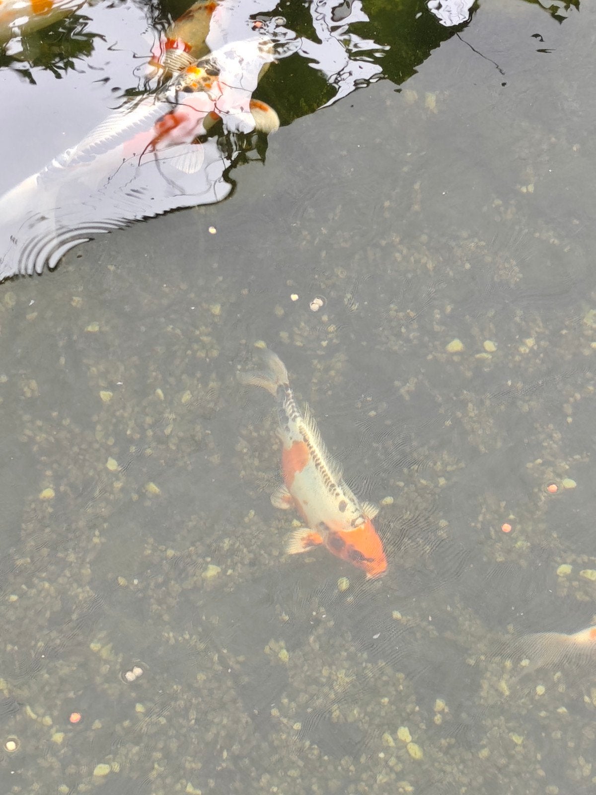 koi, Dieren en Toebehoren, Vissen | Vijvervissen