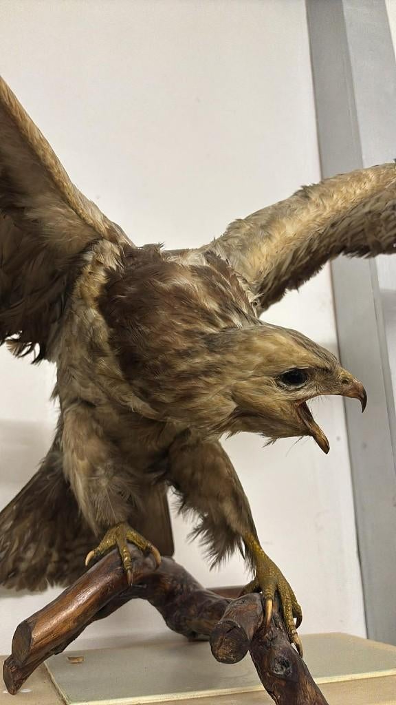 Prachtige buizerd opgezet - Taxidermie, Ophalen, Gebruikt, Vogel, Opgezet dier