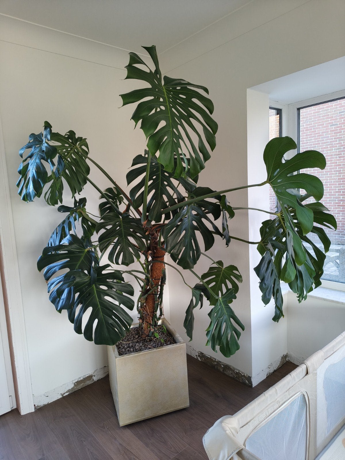 Monstera plant met pot, Ophalen