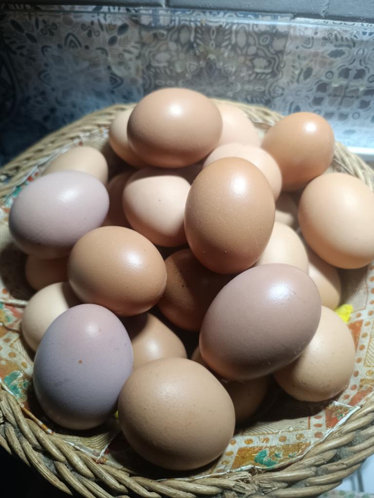 Oeufs frais, Enlèvement