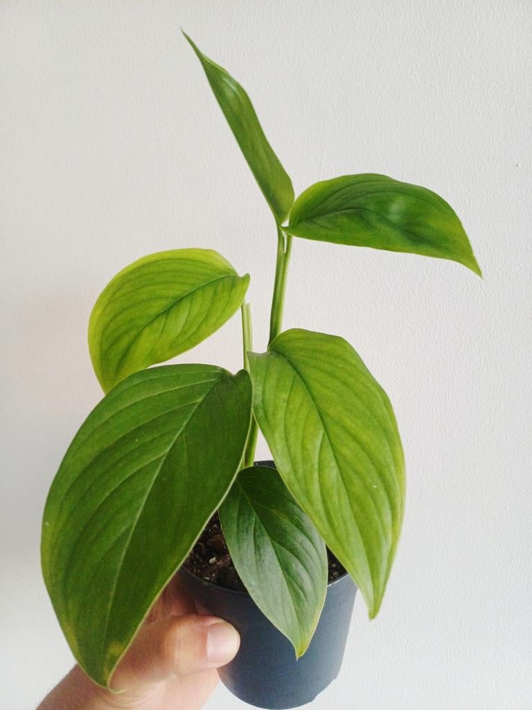 Monstera ec7 (noid), Huis en Inrichting, Kamerplanten, Overige soorten, In pot, Minder dan 100 cm, Groene kamerplant