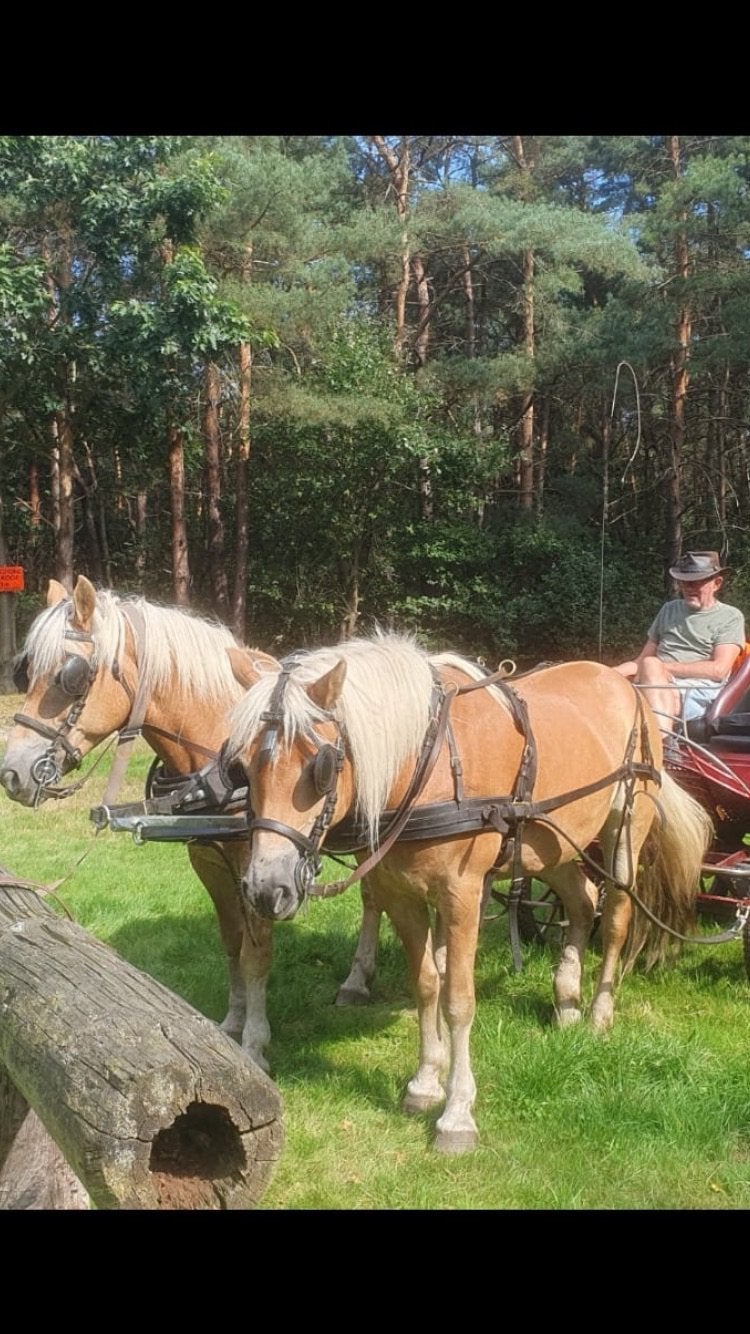 Paardenliefhebber gezocht