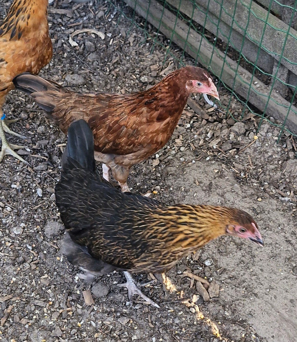 1marans, 1kleurlegger, Dieren en Toebehoren