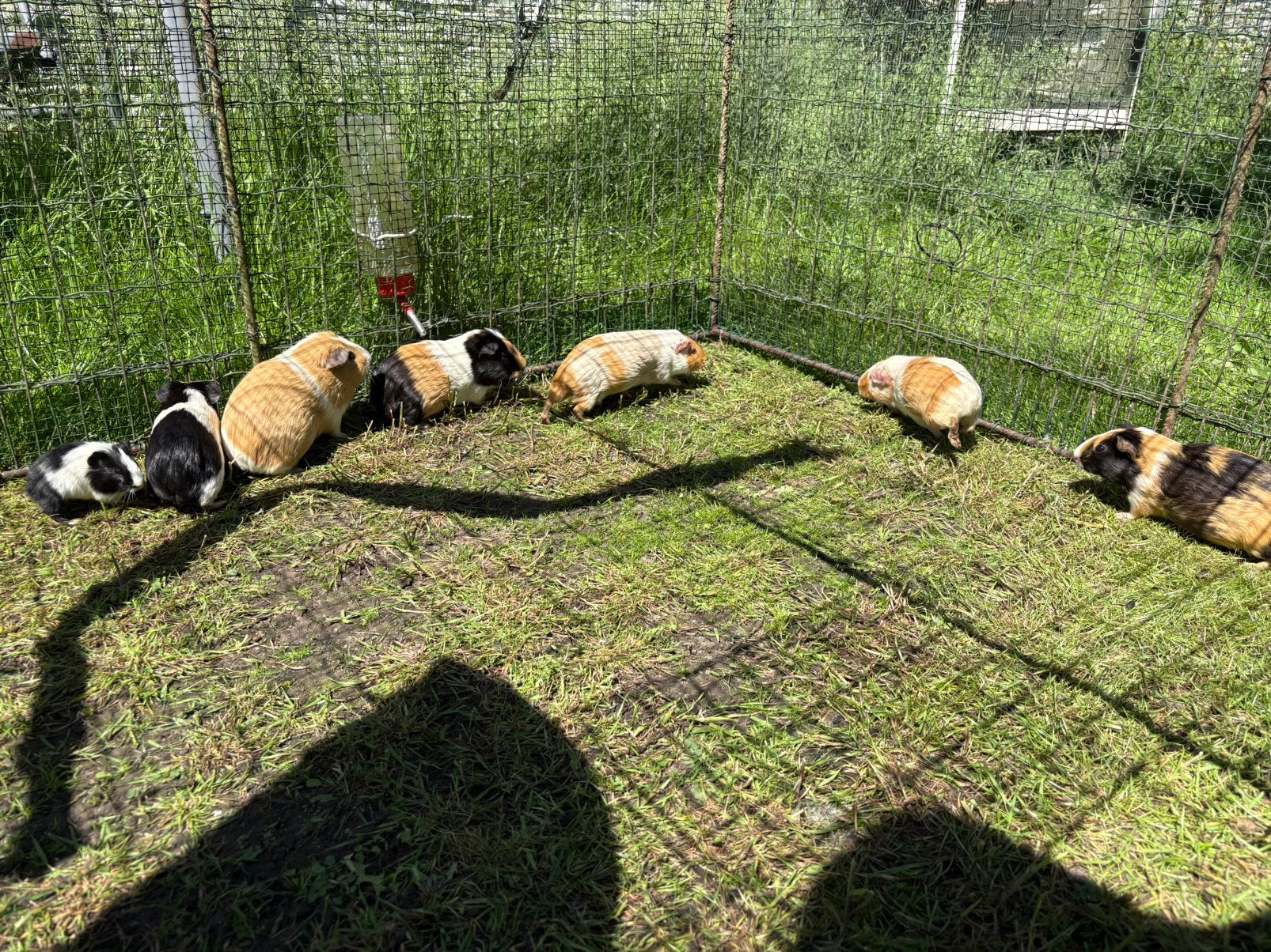 Cavia vrouwtjes, Dieren en Toebehoren, Knaagdieren, Augustus, Vrouwelijk, Cavia