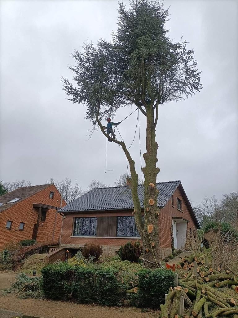 Travaux d'abattage / démontage / élagage d'arbres, Enlèvement