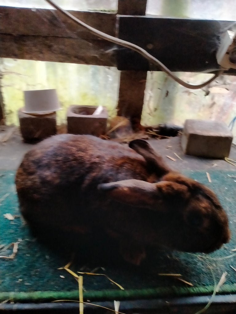 Kastanjebruin van Lorraine, Meerdere dieren, Middelgroot, 0 tot 2 jaar