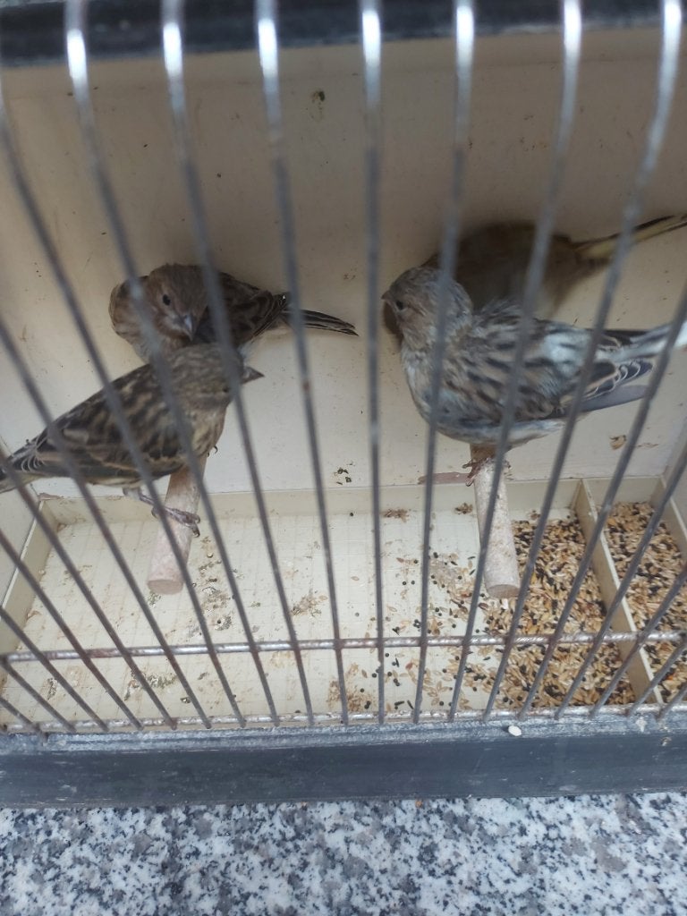 Five fancy kanaries, Dieren en Toebehoren, Geslacht onbekend, Postuurkanarie