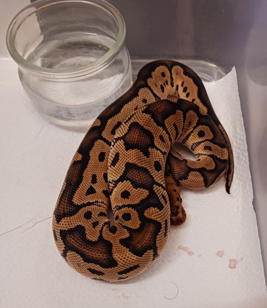 ball python Ball Python - unknown for sale from drake