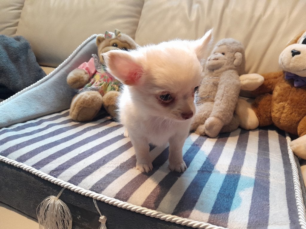 chihuahua, België, Particulier, Reu, 8 tot 15 weken