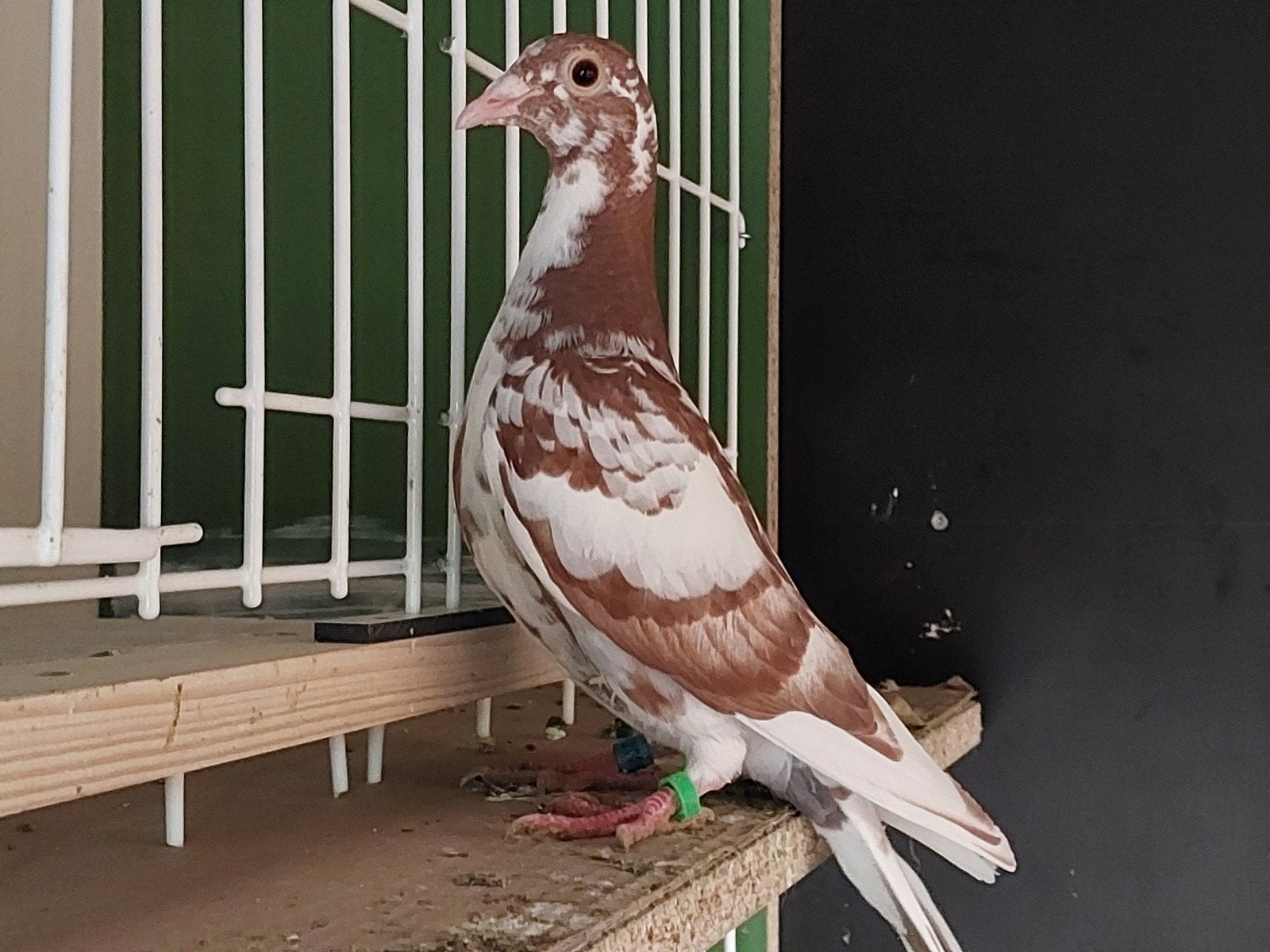 Meulemans choco gezocht in Vlaanderen., Dieren en Toebehoren, Vogels | Duiven