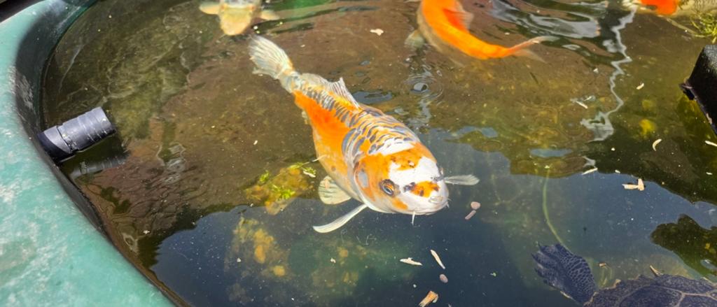 Koi Karpers, BIEDEN