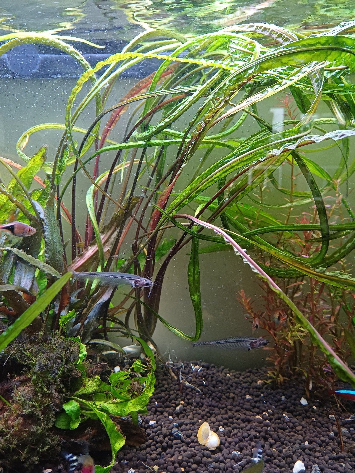 cryptocoryne crispatula (+/- 50 cm groot), Dieren en Toebehoren, Ophalen, Nieuw, Plant(en), Steen of Hout