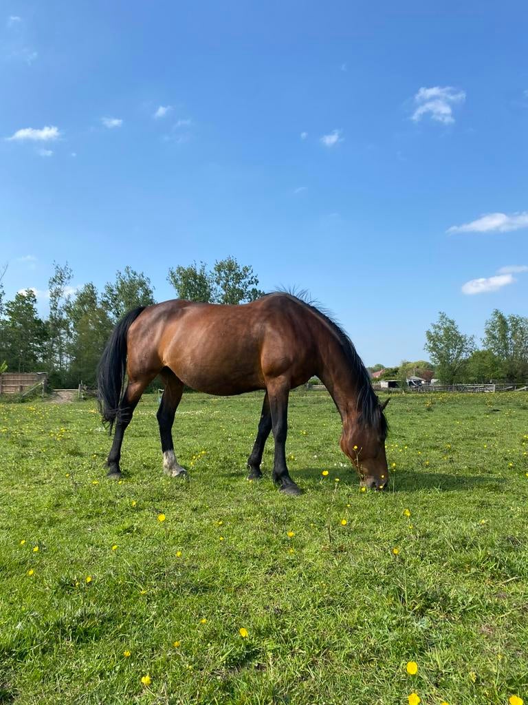 Fokmerrie/recreatiepaard te koop, Dieren en Toebehoren, Paarden, Merrie, Recreatiepaard