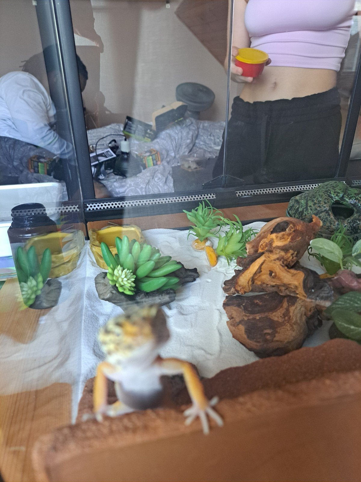 Luipaard Gekko van 8 maanden, Novembre, Sexe inconnu
