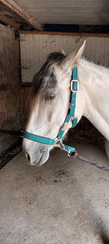 Projectpaard, Vermifugé, 11 ans ou plus, Hongre, Moins de 160 cm