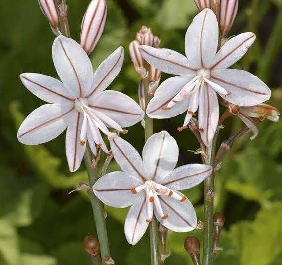 Affodil zaden - Asphodelus fistulosus zaden, Tuin en Terras, Bloembollen en Zaden, Ophalen of Verzenden, Zaad