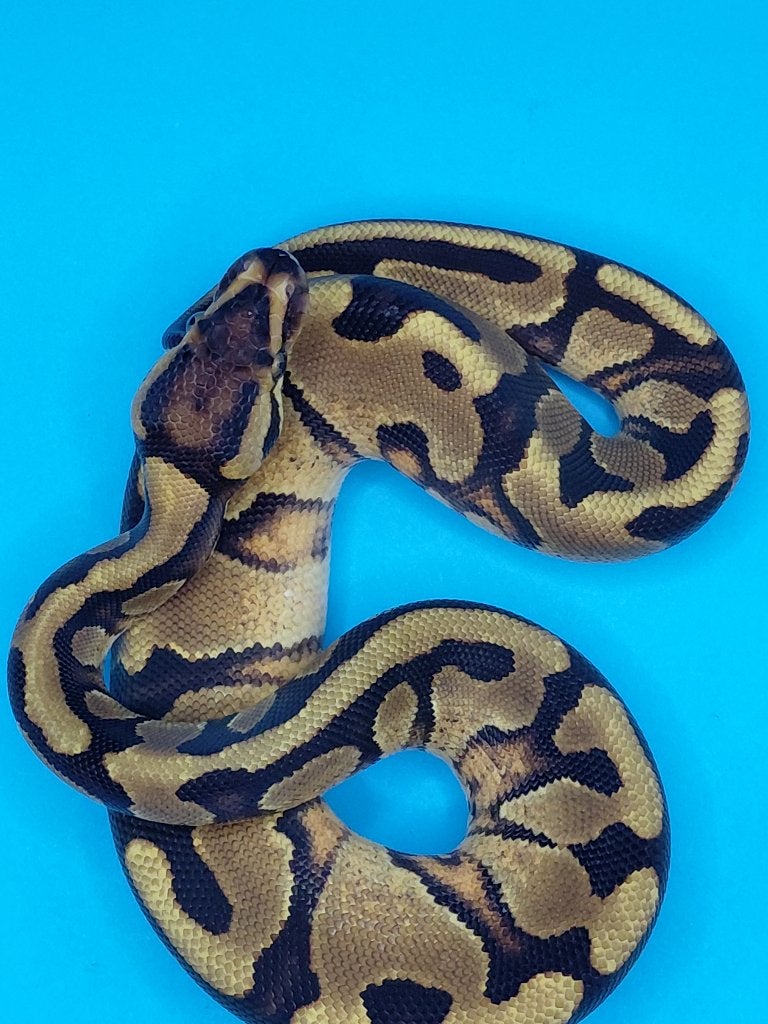 enchi orange dream het pied /desert ghost Ball Python photo 2