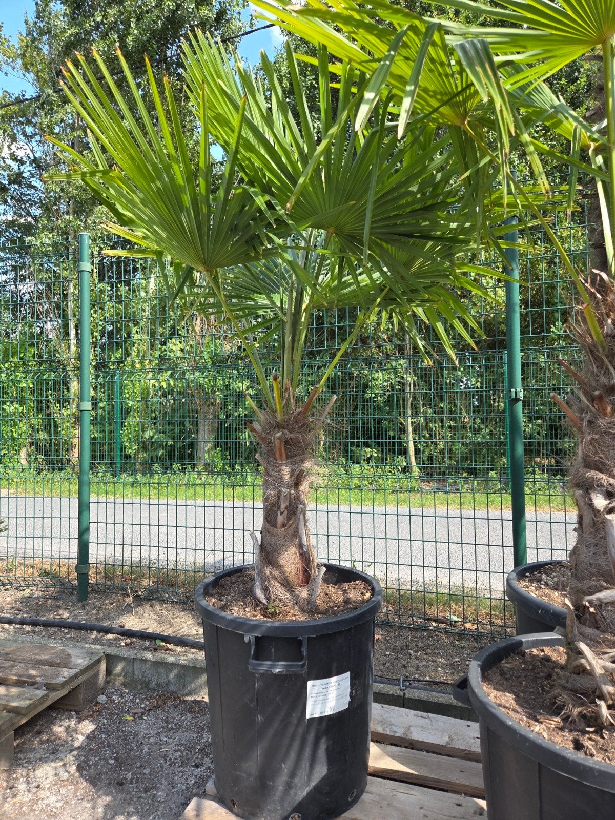 Palmboom Trachycarpus Fortunei - winterharde palmboom, Enlèvement, Palmier