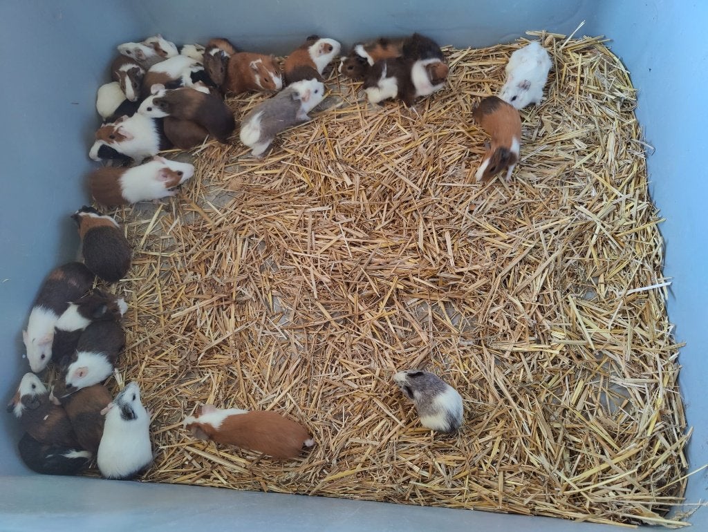 JEUNE COCHON D'INDE (30 PIÈCES AU CHOIX), Animaux & Accessoires, Rongeurs, Août, Plusieurs animaux, Cobaye